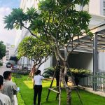 Công tác phòng chống bão Bualoi tại các dự án & chung cư vừa qua Công tác phòng chống bão Bualoi tại các dự án & chung cư vừa qua